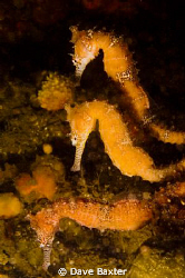 found these 3 Western Australian seahorses kicking back i... by Dave Baxter 